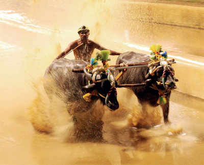 ‘Foam stick’ to tame Kambala buffaloes