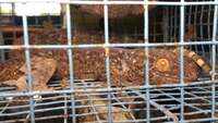 Belakoba Forest Range officers recover 15 Tokay gecko, 3 arrested in West Bengal's Jalpaiguri 