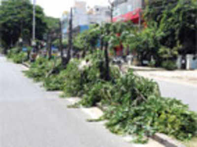 Dozens of trees illegally cut in midnight operation on Ring Road