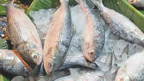 No Padma Hilsa this year: Kolkata chooses Myanmar and Gujarat fish; taste, price, and supply drive shift