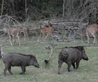 Severe drought taking a toll on state's wildlife