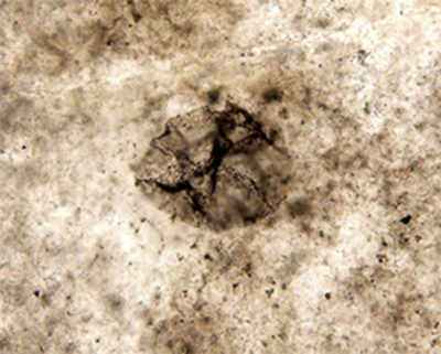 2.5 billion-year-old fossils show proof of life without oxygen