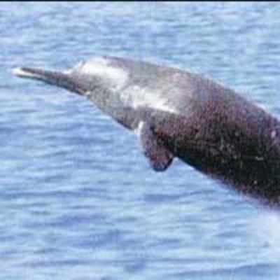 Gangetic dolphin rescued