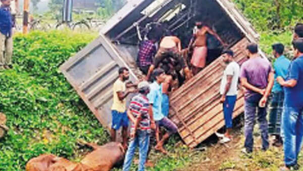 22 cows found packed inside UP ‘milk truck’ on way to Kolkata