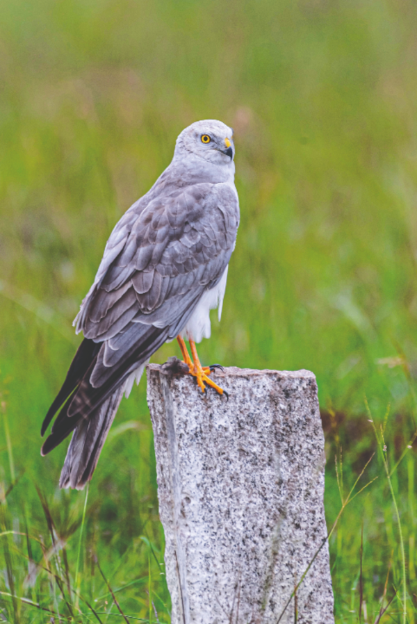Pallid Harrier Migration: 6,000km Journey from Kazakhstan to Tirunelveli Grasslands Revealed