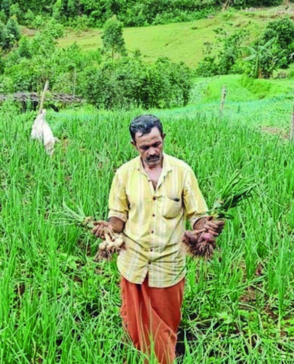 Kanthalloor: Efforts to grow big onions bear fruit