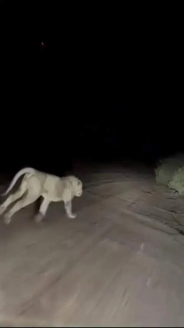 SIT begins probe after viral lion harassment video sparks outrage