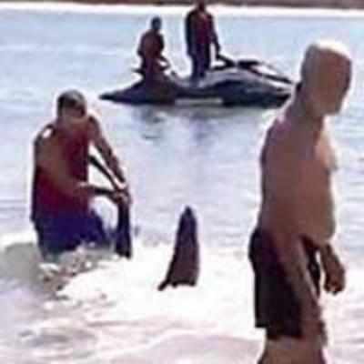 Man on '˜sick leave' caught wrestling shark