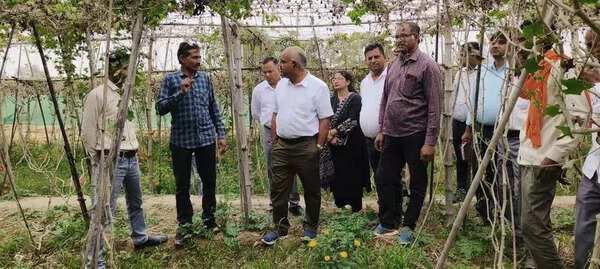 Bilhour village emerges as model for multi-layer farming