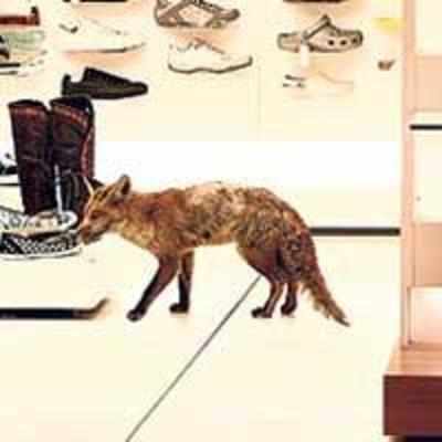 Fox goes shoe shopping