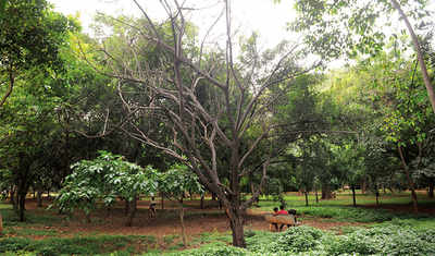 Cubbon Park to axe trees for ‘safety’