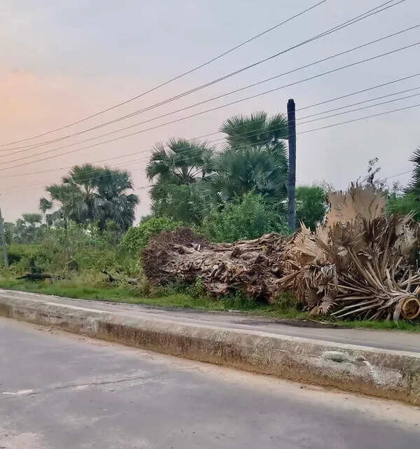 200-year-old banyan tree axed for road widening in Warangal