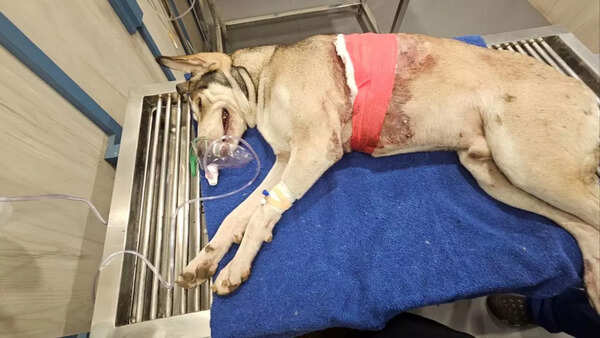 Dog shot with air gun in Mumbai, battles for life