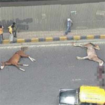 FIR registered in dead horses case