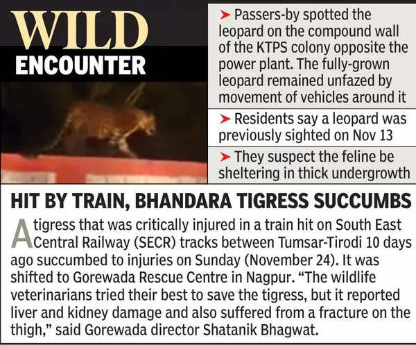 Leopard sighting sparks fear in Koradi colony near Nagpur
