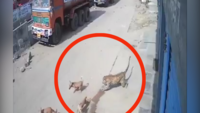 Watch: Dogs save man, converge on leopard lose on the streets 