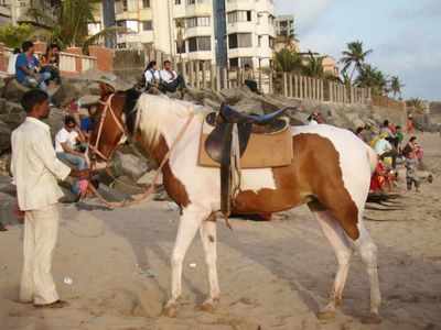Versova residents feel helpless as police refuse to crackdown on horse-riders on the beach