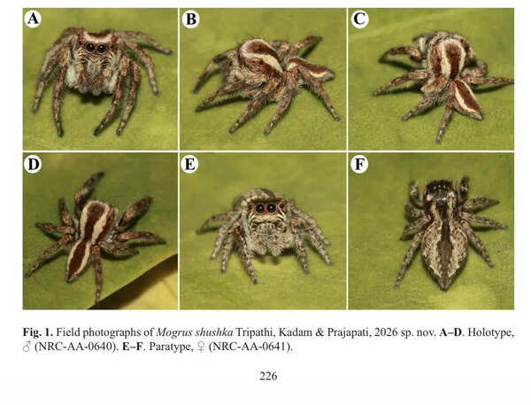 Raj emerges as hotspot for new jumping spider discoveries