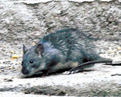 Rats blamed for missing marijuana in Nagpur
