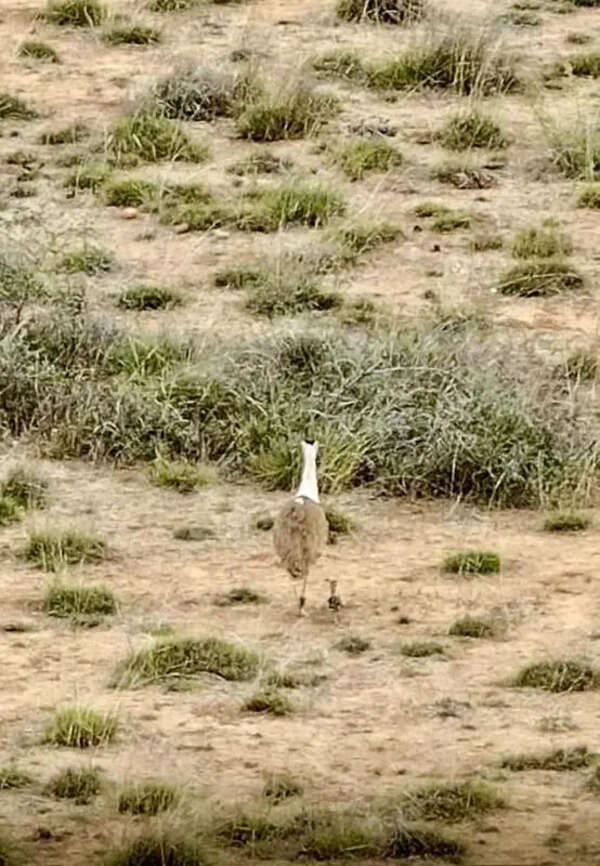 Gujarat’s Bustard chick goes missing amid fears of predator sneak-in