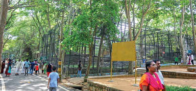 At Bannerghatta Biological Park, jackals will be housed in bigger, wider enclosures