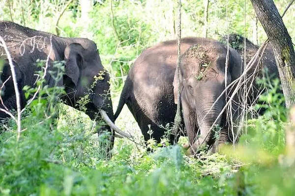 Nine-hour rescue saves tusker in Chhattisgarh's Jashpur, elephant walks back to herd