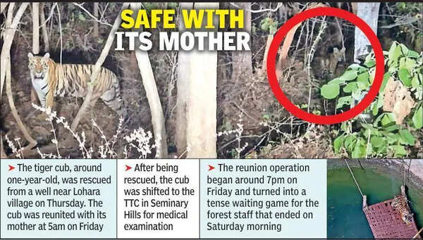 Tiger cub rescued from Bhandara well, reunited with mother