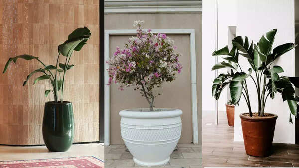 The Decor Upgrade Your Living Room Needs: Tall Planters