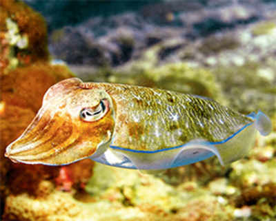 Cuttlefish skin inspires adaptive camouflage
