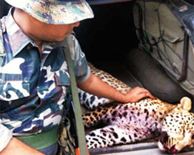 Leopard meets match in WB villager