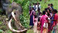 Wild tusker ‘Maniyan’ killed by herd of elephants in Kerala’s Wayanad 