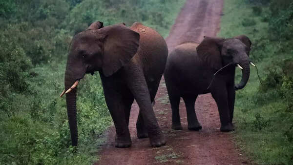 Herd of jumbos stuck as landslides wipe out transit trail in Wayanad