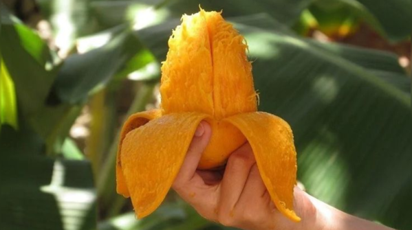 Dare you throw away the mango peels