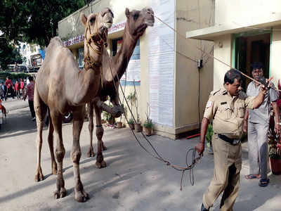 Cops rescue camels brought for slaughtering