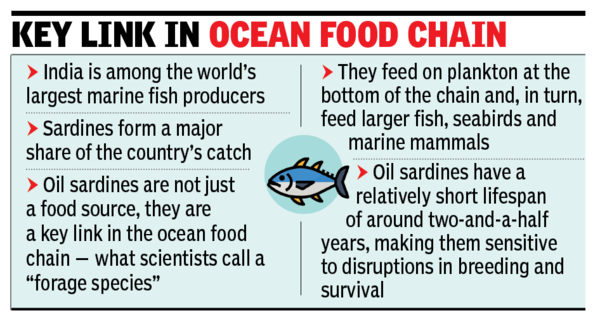 Overfishing, climate shifts can sharply reduce India’s sardine count: Study