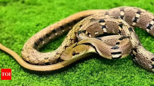 Winter here, snakes in bed giving Haryana's Fatehabad nightmares