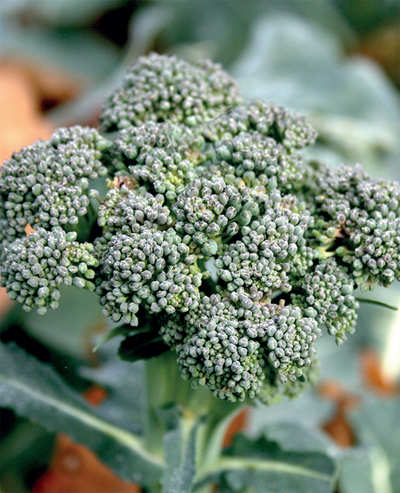 The greenskeeper: Don’t go broke over broccoli