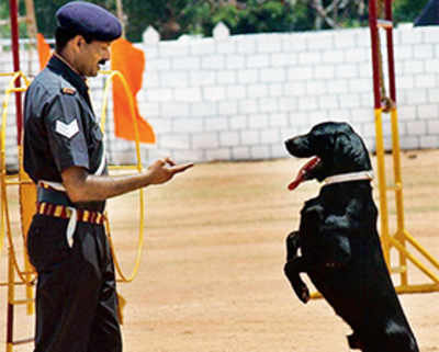 Pet puja: That dog is our soldier