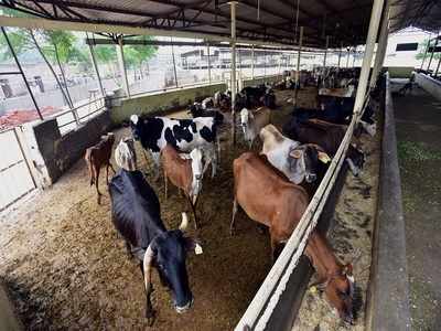 Soon, electronic chips for cows in Karnataka