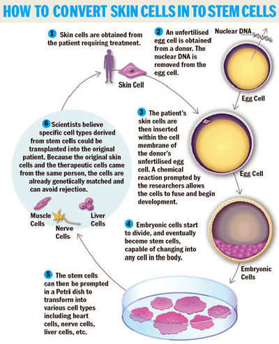 From skin to stem cells