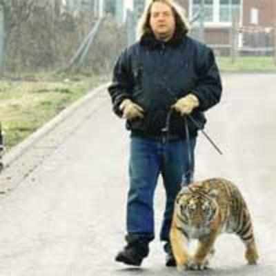 Yes, you may take your tigers for walks