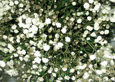 The greenskeeper: Baby’s Breath