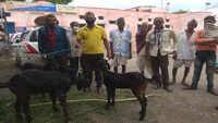 Goat ‘talks’, settles ownership dispute in Rajasthan 
