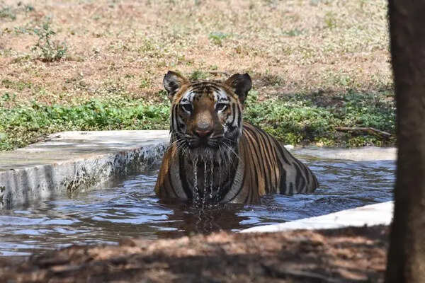 Binkadakatti Zoo ramps up summer safeguards
