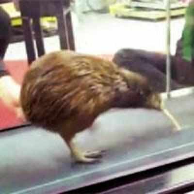 Kiwi given treadmill rehab for broken legs