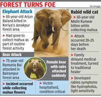 Mahua season turns deadly: Tusker, wild cat & bear attacks leave 2 dead, 1 critical
