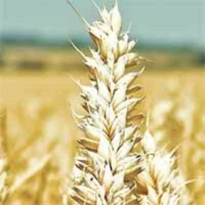 Wheat cheaper on account of fresh supplies