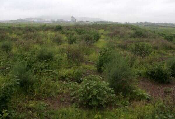 Mangrove walk in Nerul today