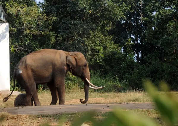 Kodagu coffee farmers suffer ongoing elephant attacks
