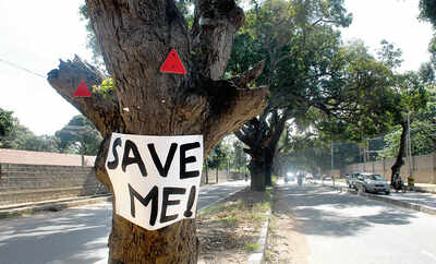 You have exactly 10 days to save 112 trees on Jayamahal Road